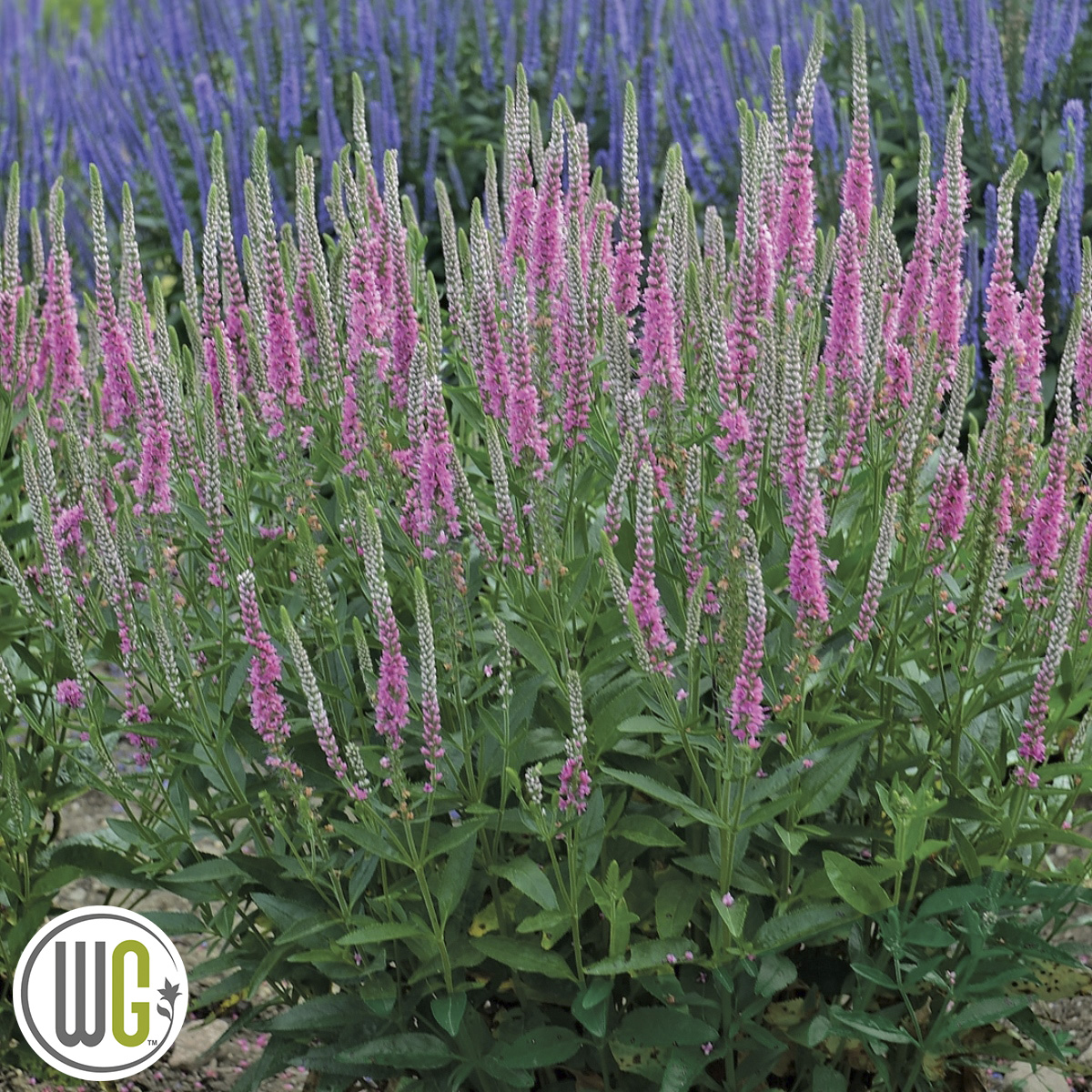 Veronica ‘Perfectly Picasso’ ®
