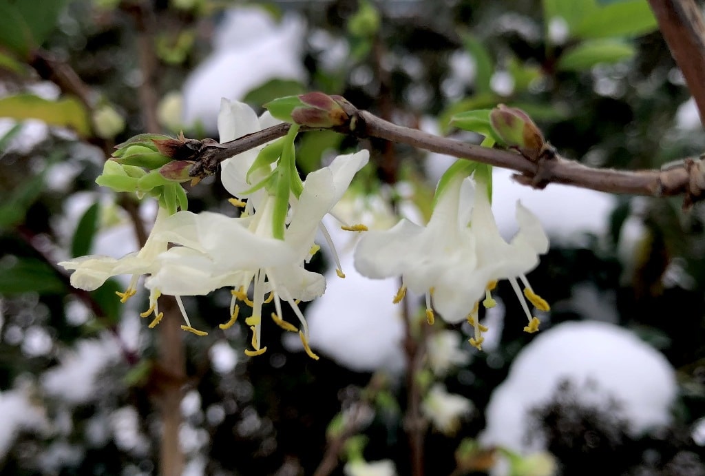 Lonicera x purpusii 'Winter Beauty'.