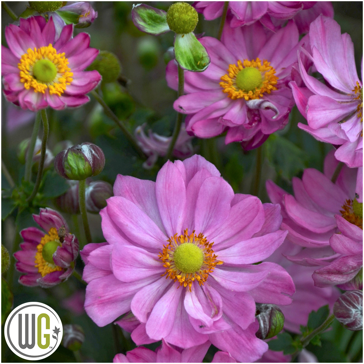 Anemone ‘Curtain Call Pink’®