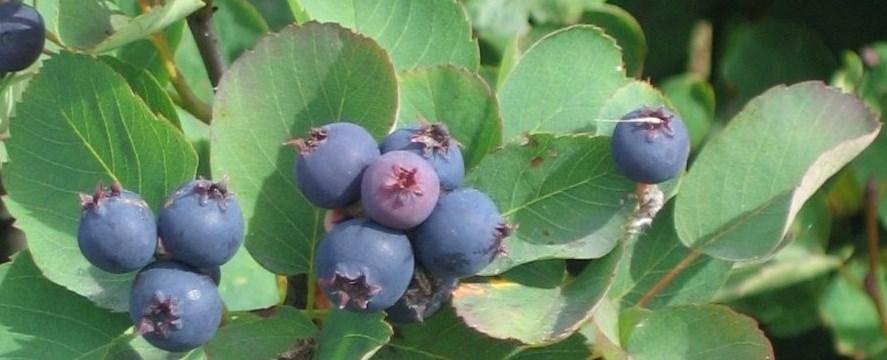 Arten A. alnifolia får fine bær.  Foto: Meggar, commons.wikimedia.org