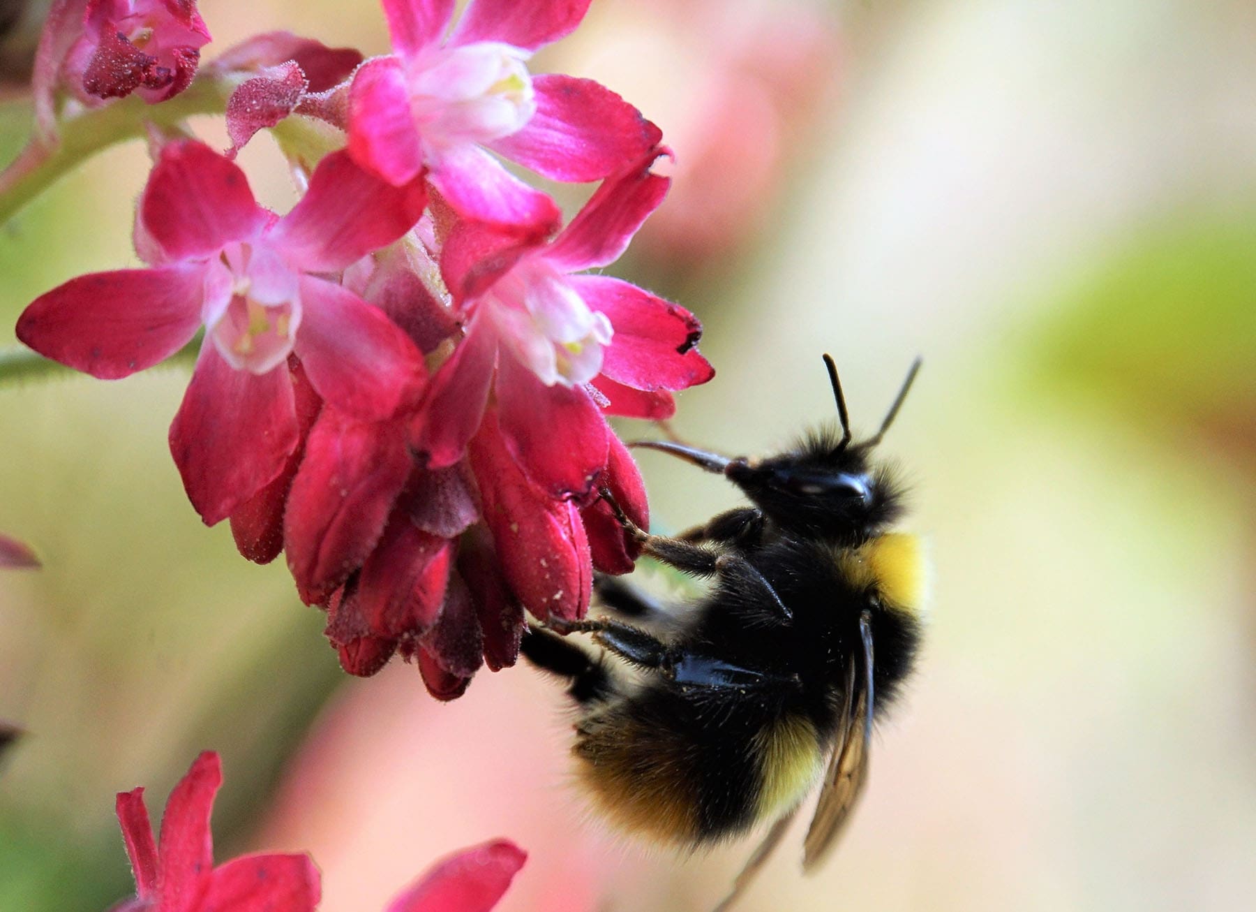 Bier og humlebier er glade for blodribs, der blomstrer allerede fra marts måned.