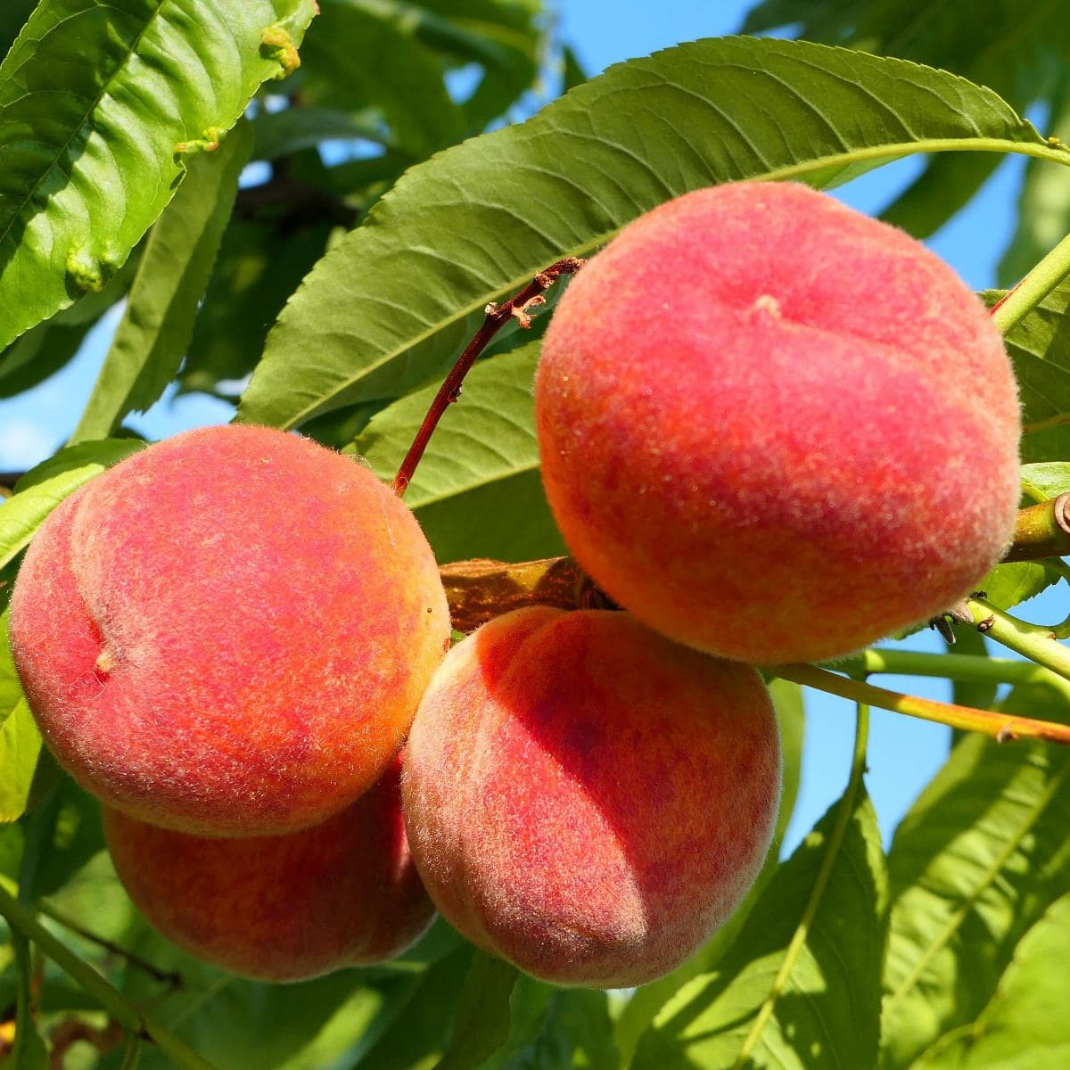 Prunus persica 'Riga'.