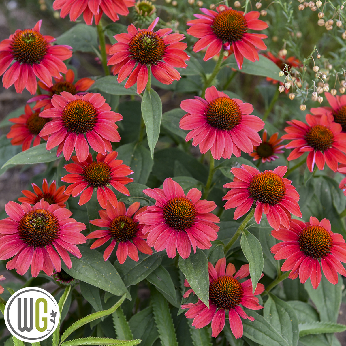 Echinacea ‘Frankly Scarlet’ ®