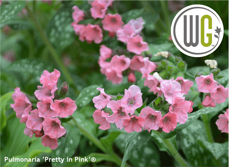 Fra Walters Garden har vi fornøjelsen af at introducere to nye sorter. Her er det 'Pretty in Pink’®