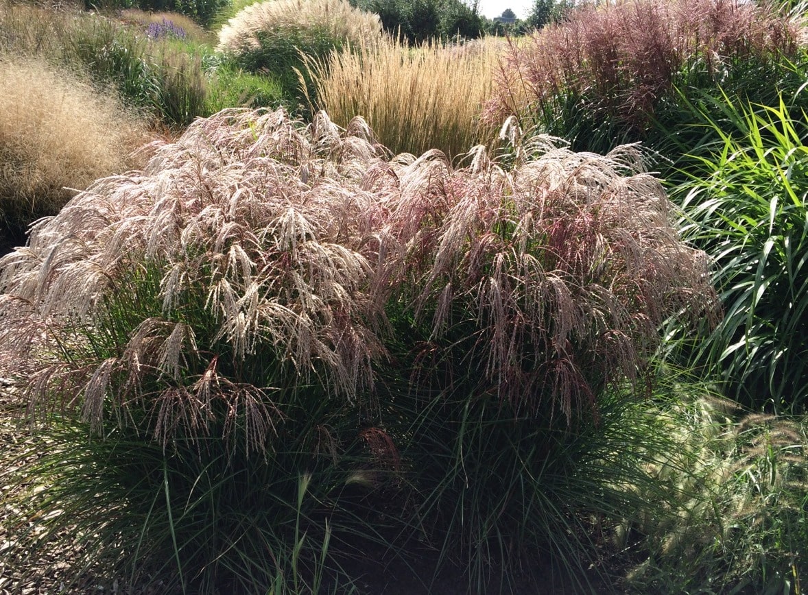 Miscanthus sinensis 'Red Cloud'.