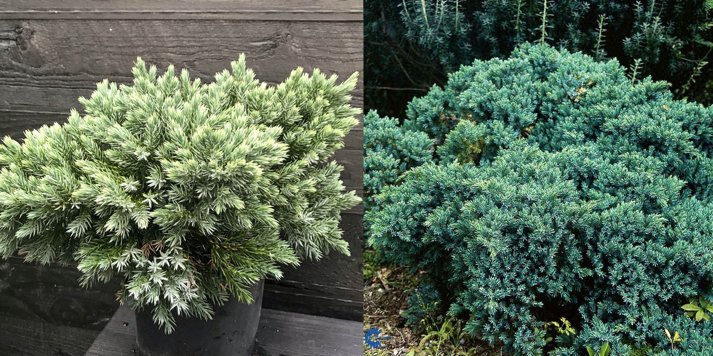 Juniperus squamata ‘Blue Star’.