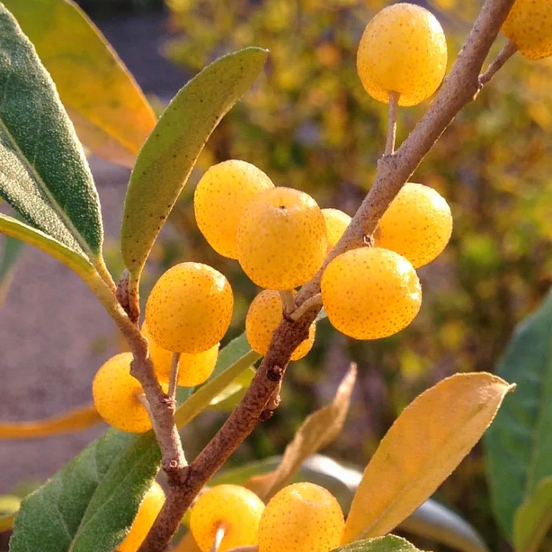 Elaeagnus umbellata Pointilla® Fortunella får gule bær.