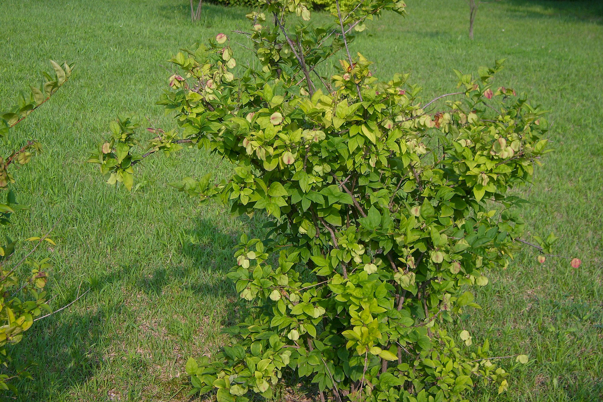 Sneforsythia efter blomstring. Foto:https://commons.wikimedia.org/wiki/File:Abeliophyllum_distichum