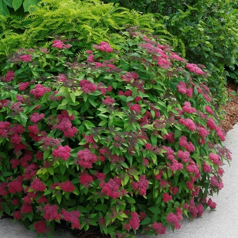 Spiraea jap. Double Play® Red.