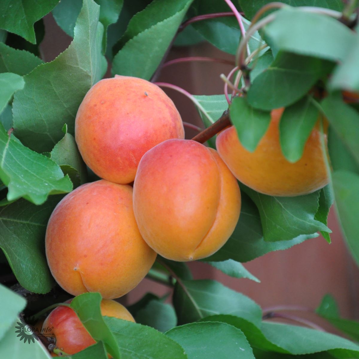 Prunus armeniaca 'Orangered'.