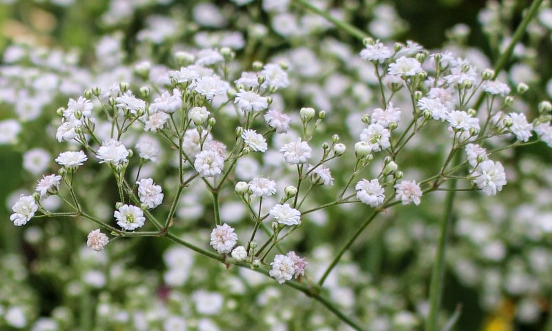 Gypsophila paniculata 'White Festival'.