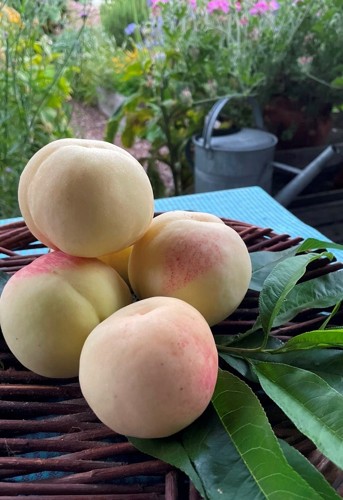 Prunus persica ’Ice Peach’. Dværgfersken med intens smag.