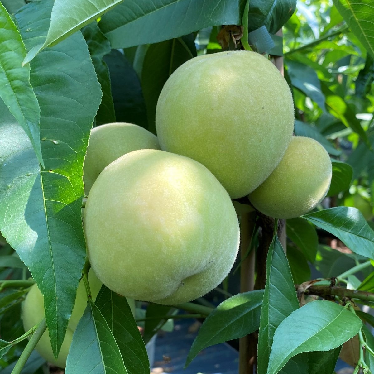 Prunus persica ’Ice Peach’