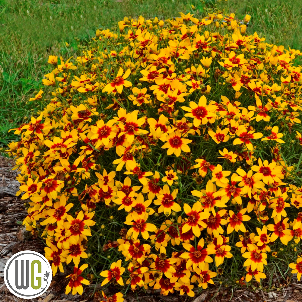 Coreopsis ‘Curry Up’®
