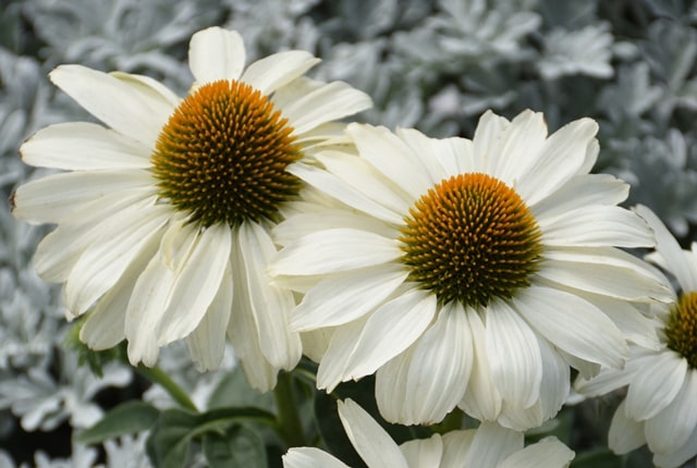 Echinacea 'The Price is White'.