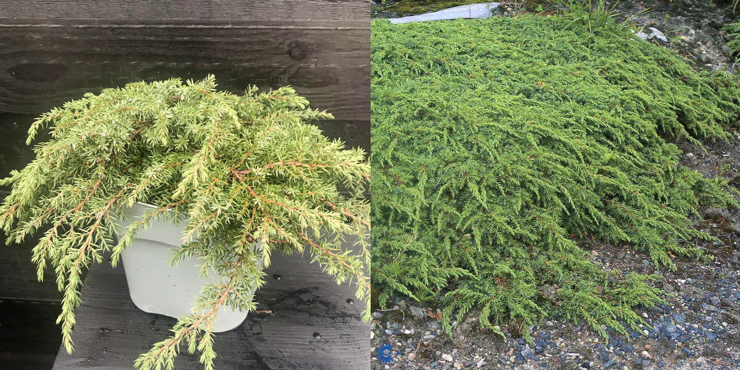 Juniperus communis ‘Green Carpet’.