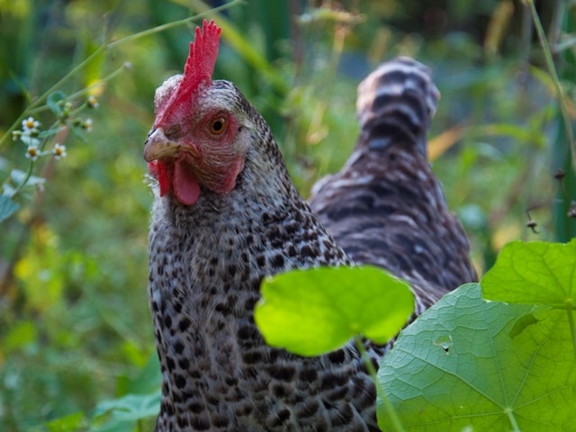 Høns under nøddebuske kan holde ormeangreb nede.