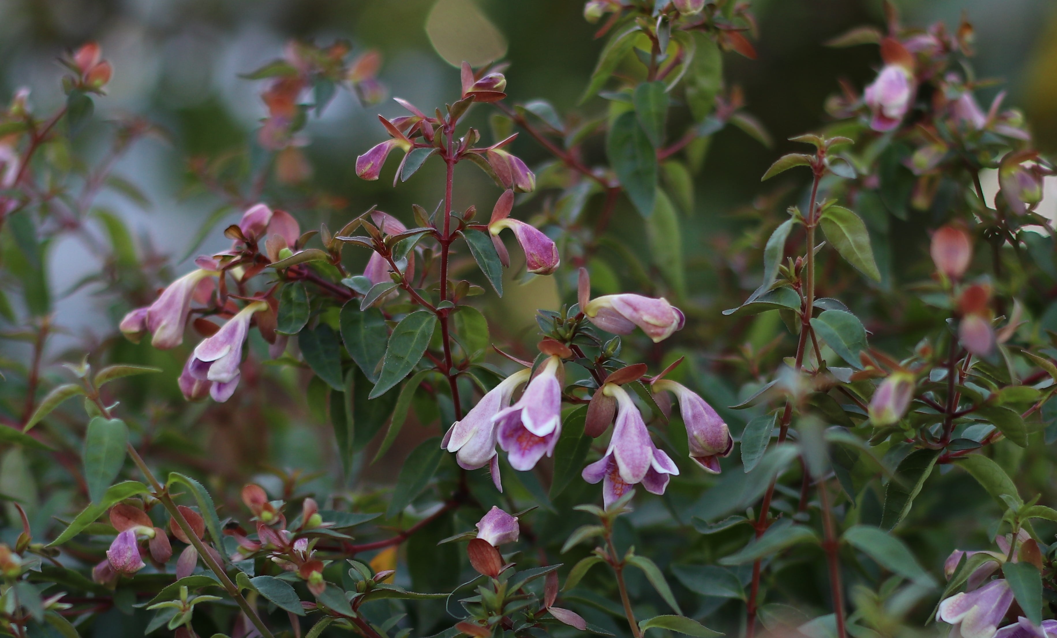 Abelia Pinky Bells® Sorten udmærker sig ved at danne særligt store klokkeformede blomster.