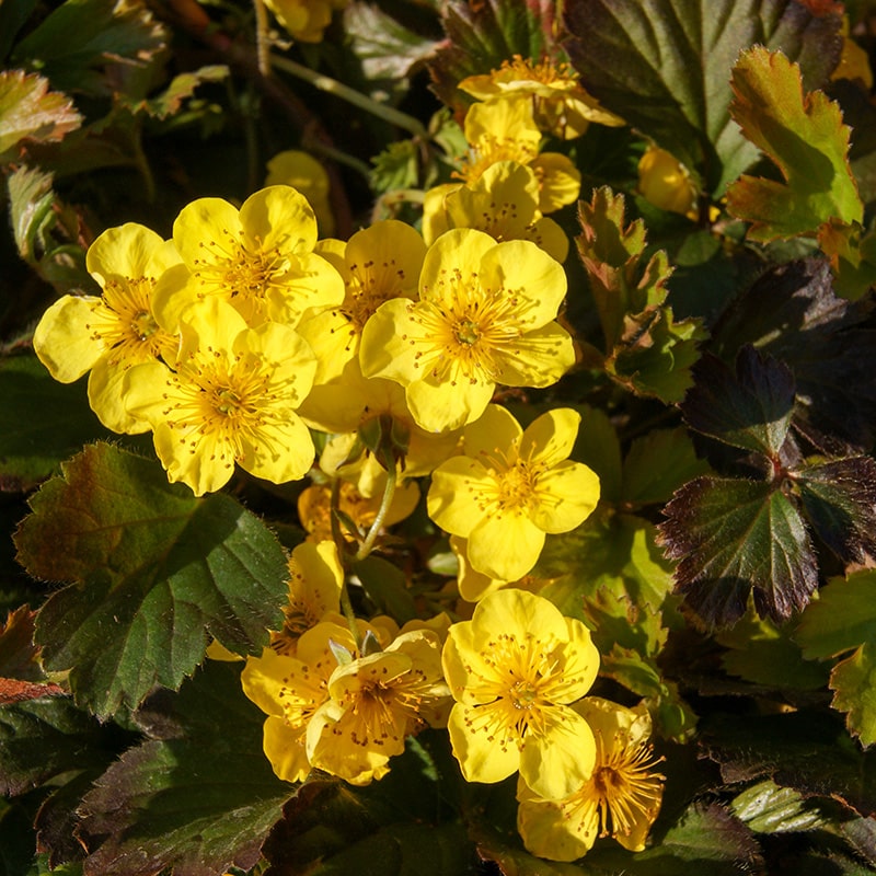 Waldstenia ternata blomstrer kortvarigt med gule blomster.