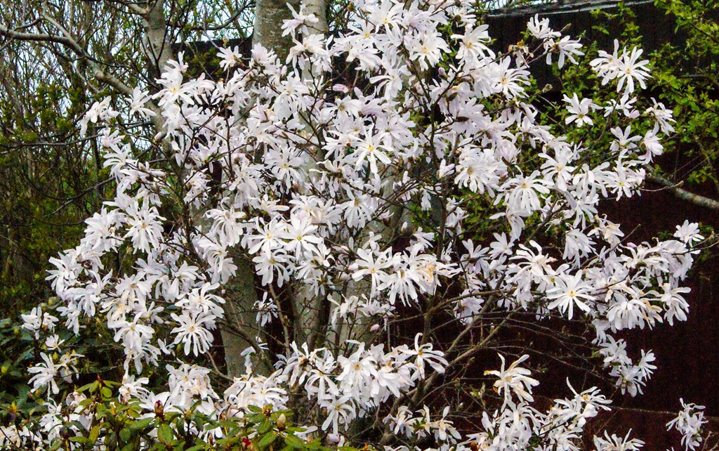 Stjernemagnolie, Magnolia stellata.
