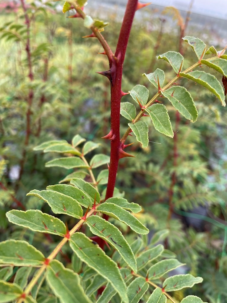 Zanthoxylum simulans får dekorative røde grene.