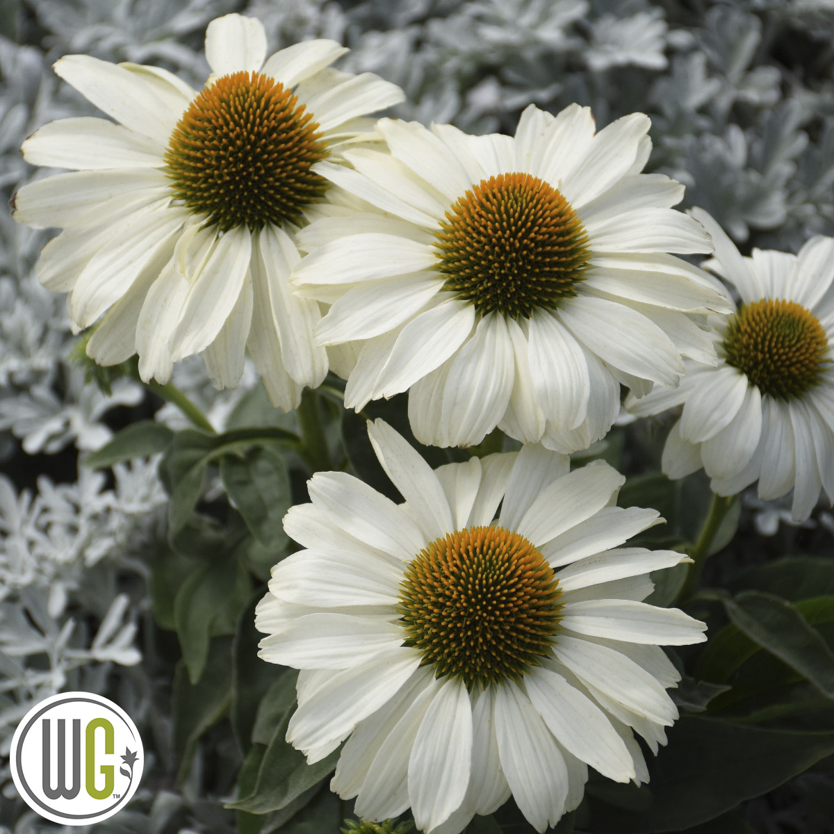 Echinacea ‘The Price is White’®