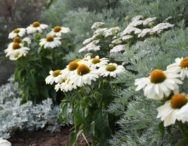 Echinacea 'The Price is White' i Walters Gardens præsentationshave..